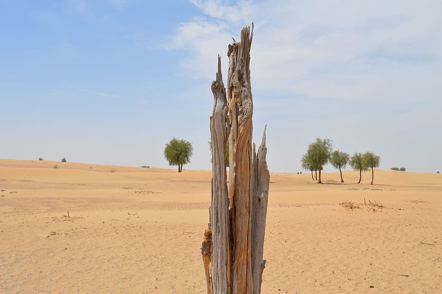cut tree, deforestation, wood, land, sky, scenics - nature HD wallpaper