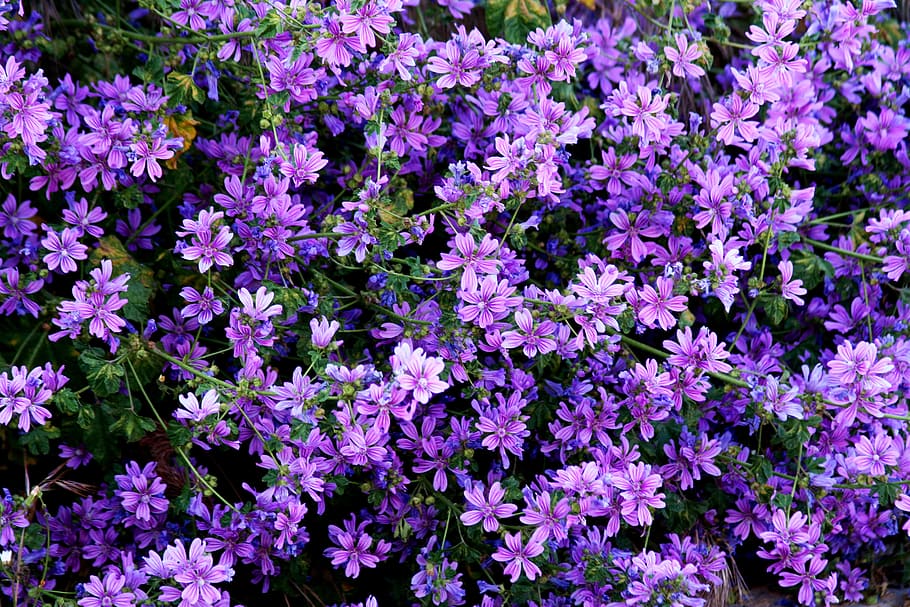 wildflowers, purple, violet, wild geraniums, spain, madrid, HD wallpaper