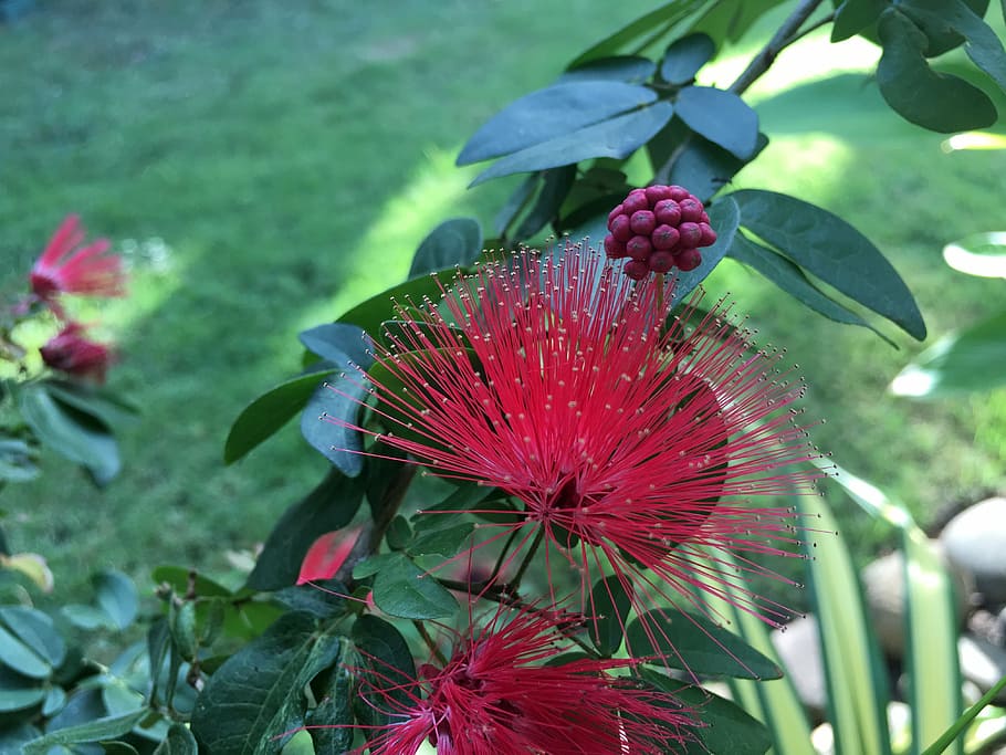 hibiscus, slender, spend hugo, plant, flower, flowering plant HD wallpaper