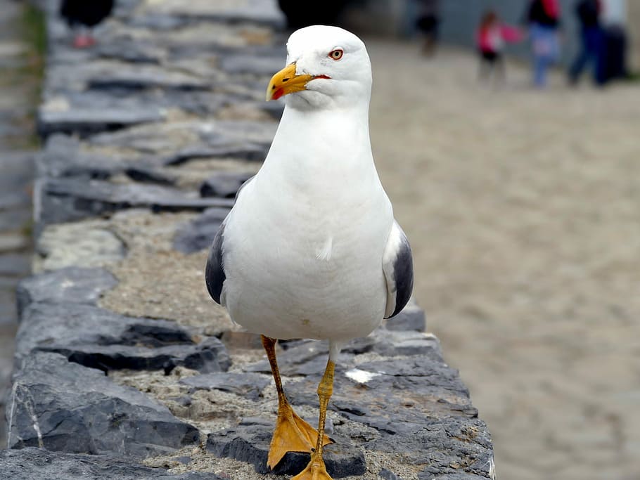 Seagull, Bird, Close, Coast, birds, seevogel, animal, water HD wallpaper