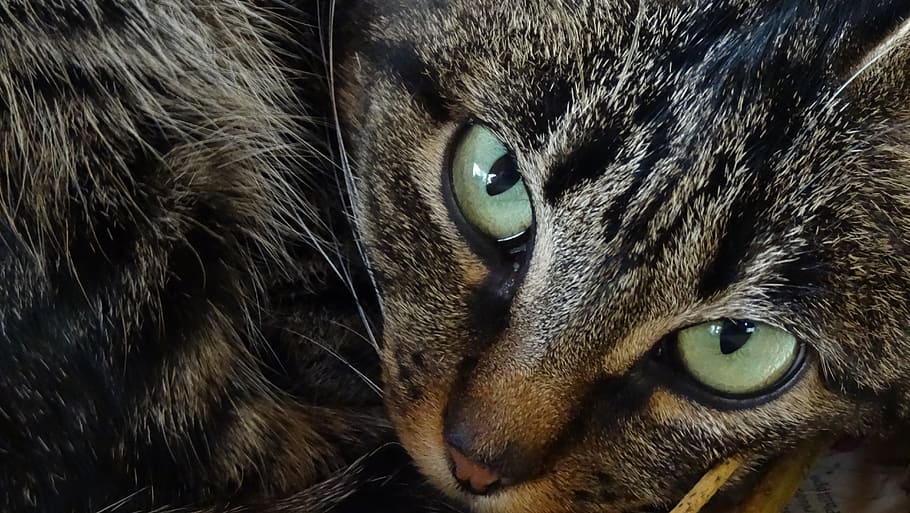 gray Tabby cat, animals, cat eyes, domestic Cat, fur, pets HD wallpaper