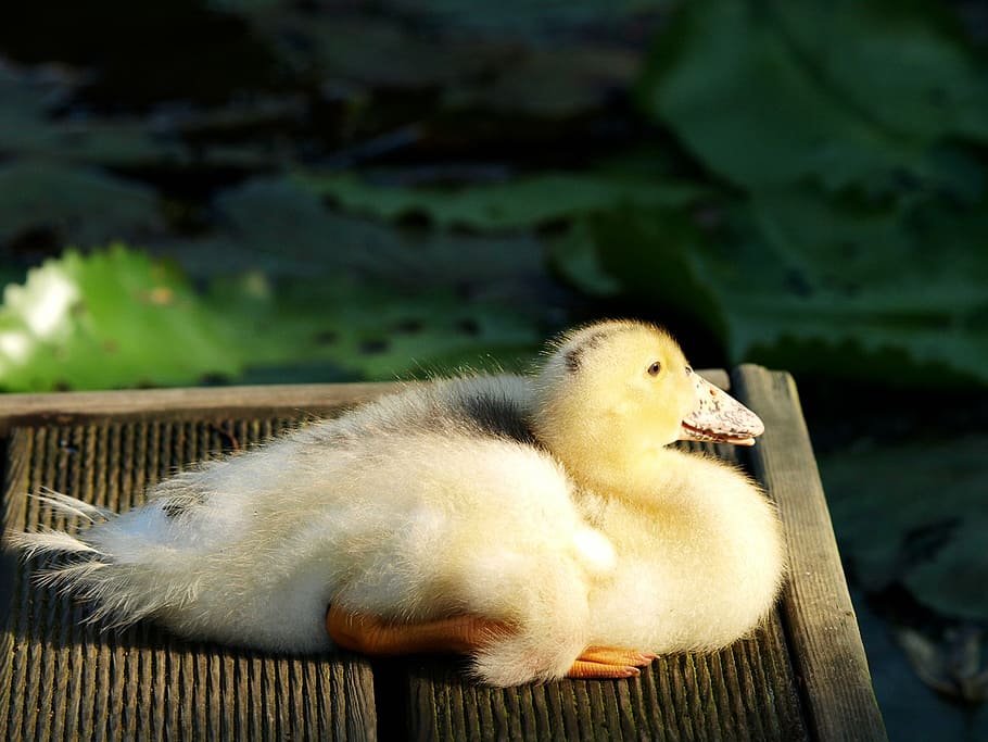 duck, rattus duck, rest, animal themes, animal wildlife, animals in the wild HD wallpaper