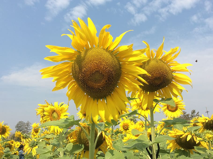 flowel, sunflower, sky, yellow, flowering plant, freshness HD wallpaper