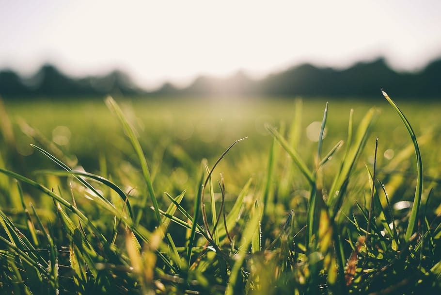 micro photography of green grass field, morning, dew, nature HD wallpaper