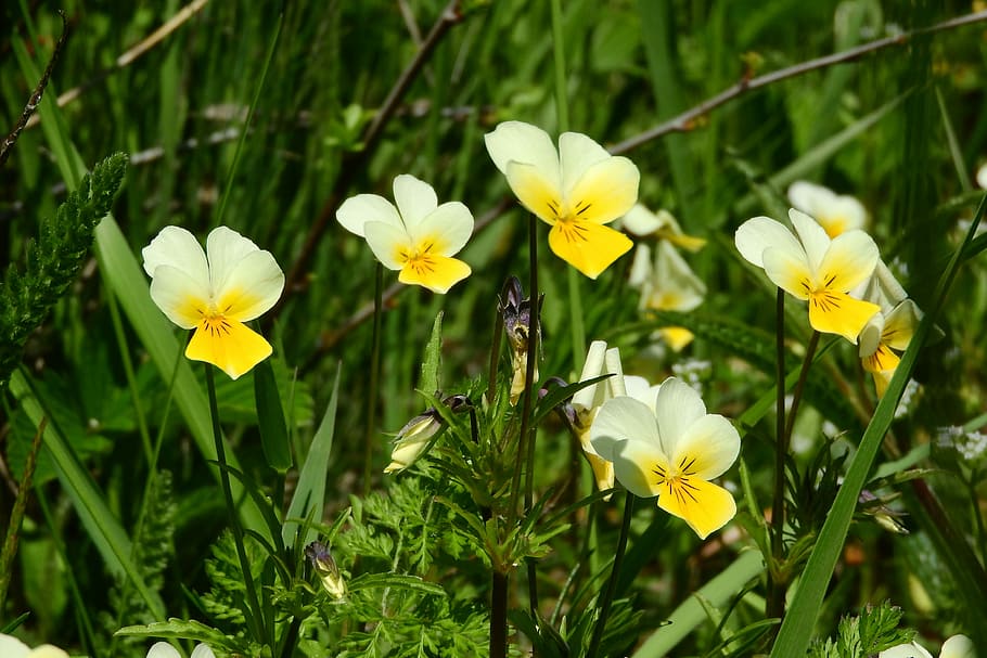 Viola Arvensis, Yellow, Flowers, yellow flowers, petal, freshness HD wallpaper