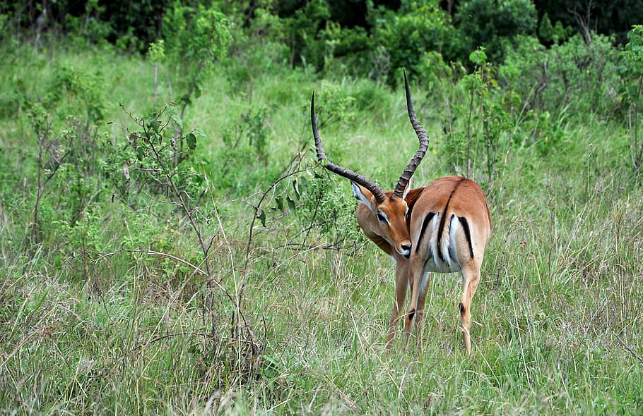 brown deer on green grass, masaai mara, thompson gazelle, african safari, HD wallpaper