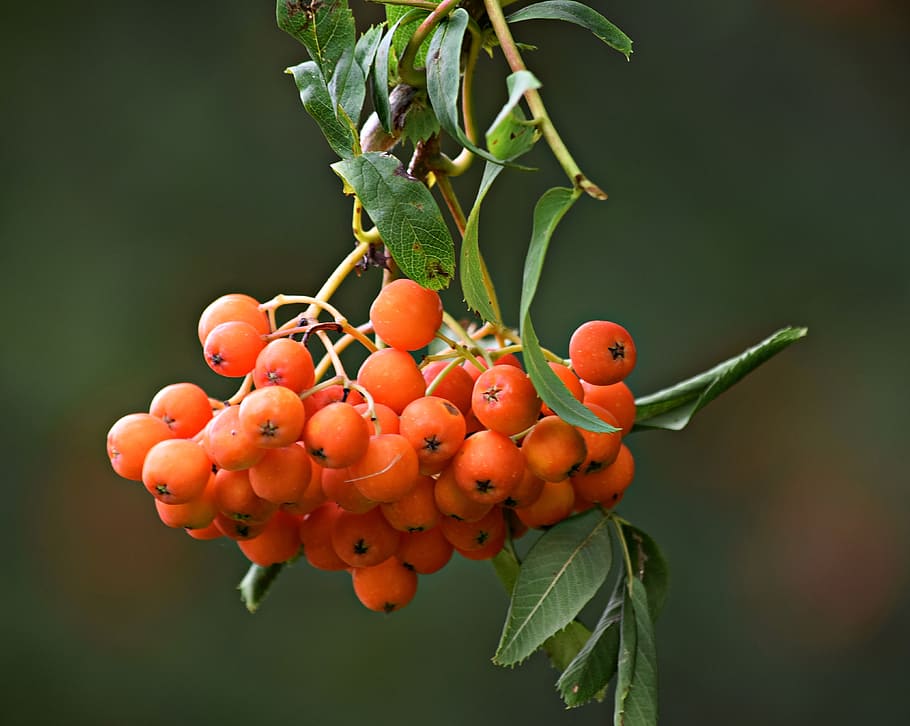 rowan, tree, nature, foliage, green, summer, rowan berries HD wallpaper