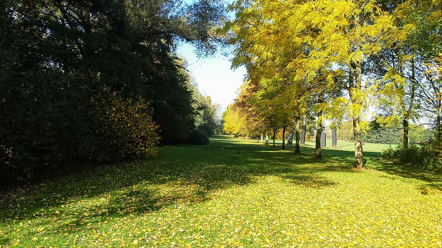 grass, garden, bloom, belgium, trees, shrubs, fall colors, leaves HD wallpaper