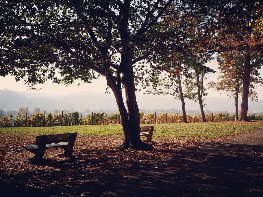pause, fall, bench, calm, park, nature, trees, foliage, landscape HD wallpaper