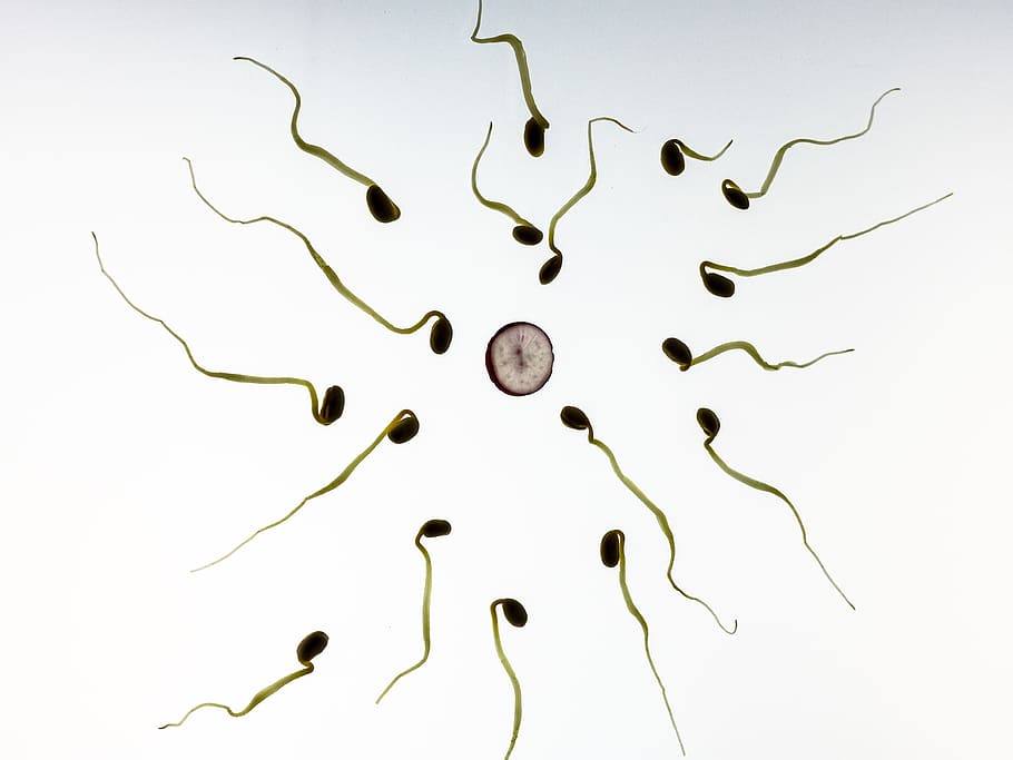 seed sprouts, Sperm, Fertilization, Pregnancy, development, live