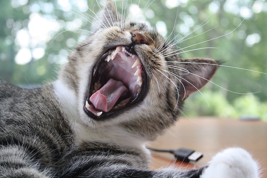 cat, yawn, fun, mammal, animal, animal themes, feline, one animal HD wallpaper