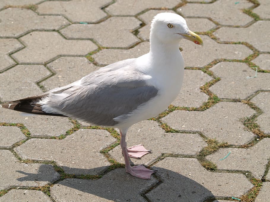 seagull, bird, water bird, creature, animal, animal themes HD wallpaper