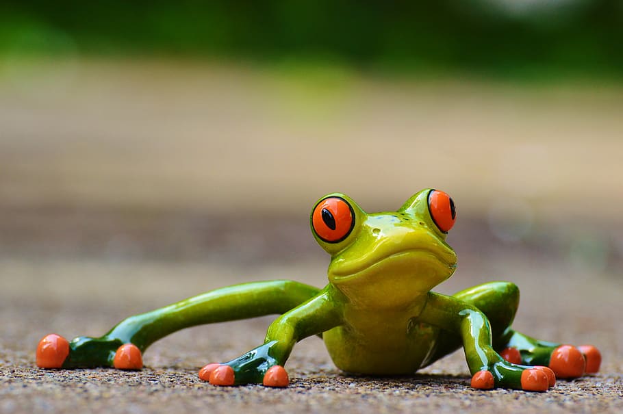 selective focus photography of green-and-red eye frog, funny, HD wallpaper