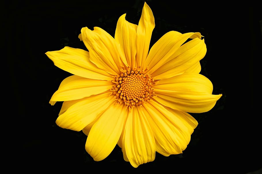 macro photography of yellow daisy in bloom, flower, spring, garden, HD wallpaper