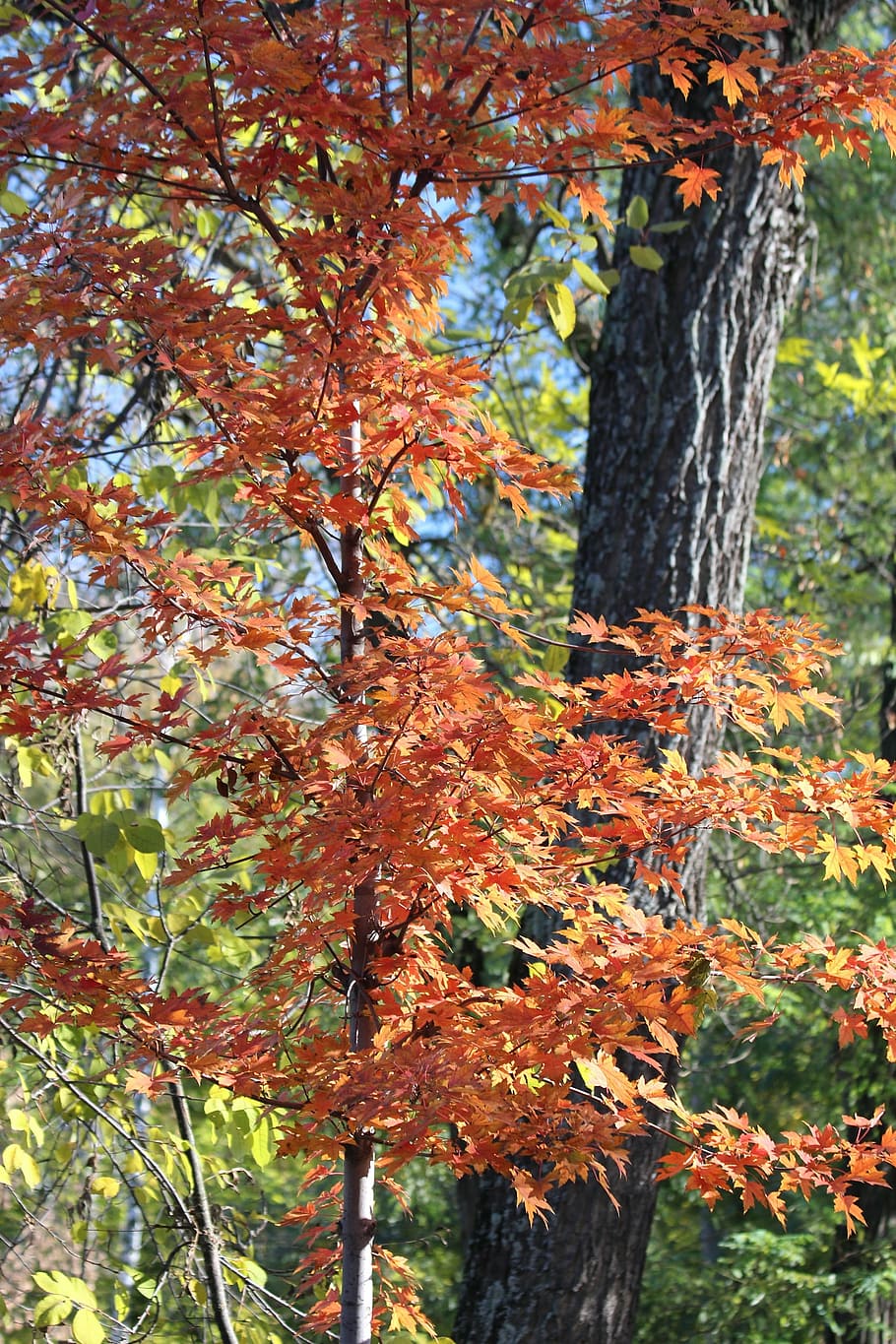 maple, tree, leaves, nature, golden autumn, maple leaf, autumn leaves HD wallpaper