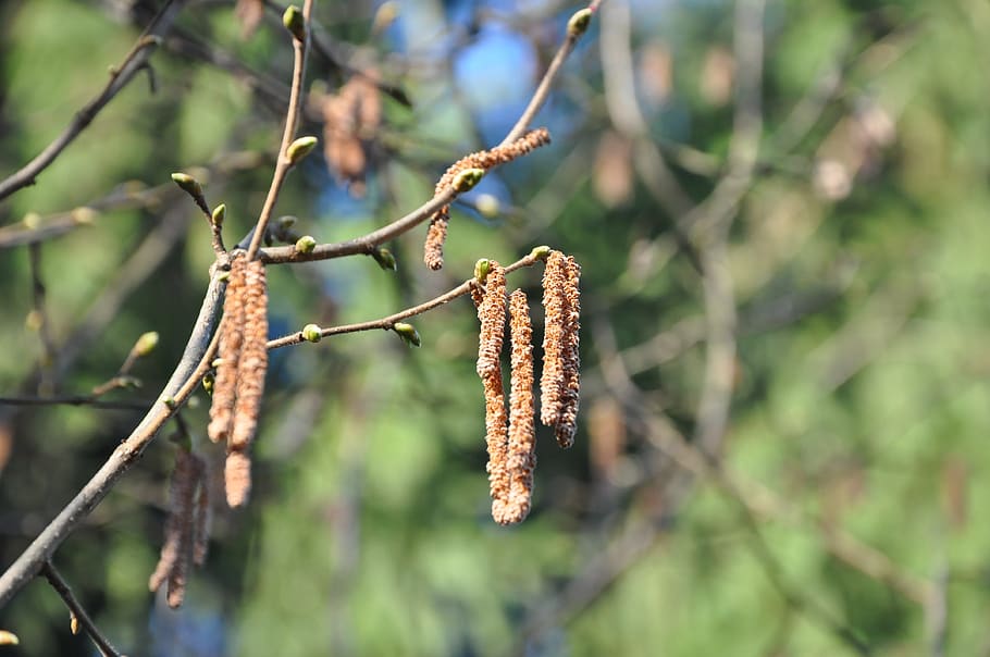hazel, tree, branch, spring, nature, plant, focus on foreground HD wallpaper