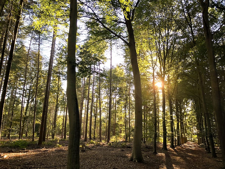 sun, autumn, shadow, sheet, forests, branches, fall colors HD wallpaper