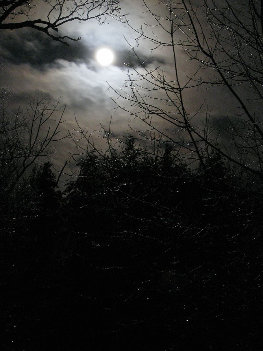 trees under full moon, moonlight, night, sky, winter, ice, spooky