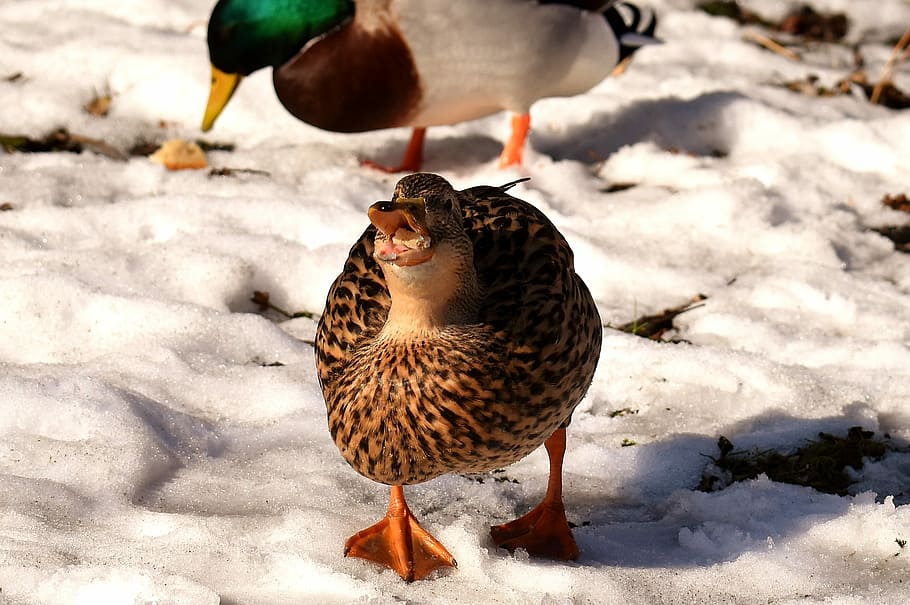 mallard duck on snow during daytime, eat, bread, winter, cold HD wallpaper