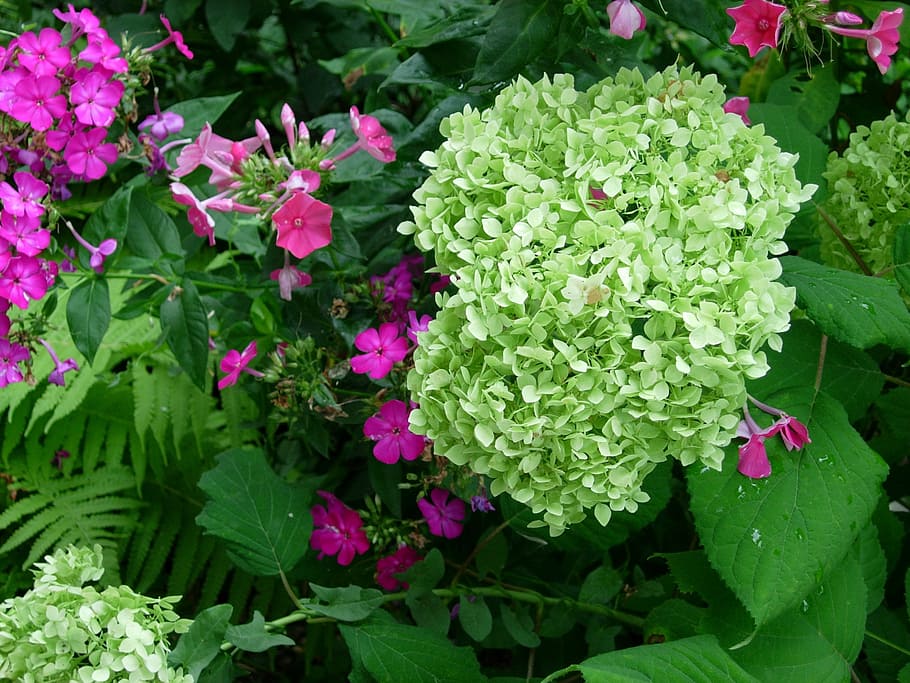 hydrangea, blossom, bloom, white, inflorescence, flower, flowers HD wallpaper