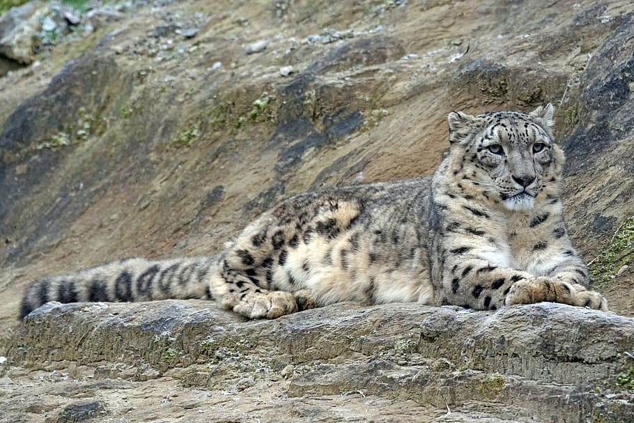 photo of brown and black feline, snow leopard, irbis, männllch HD wallpaper