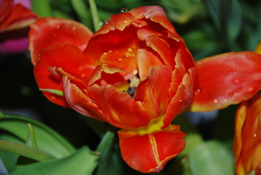 flower, orange, red, leaf, nature, plant, blossom, bloom, floral HD wallpaper