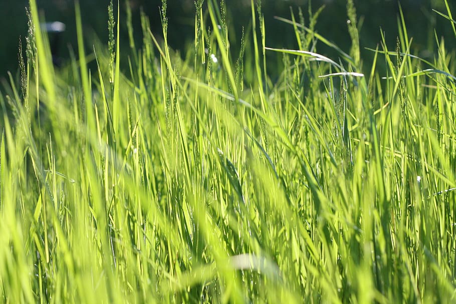 close-up, field, grass, green, meadow, nature, growth, green color HD wallpaper