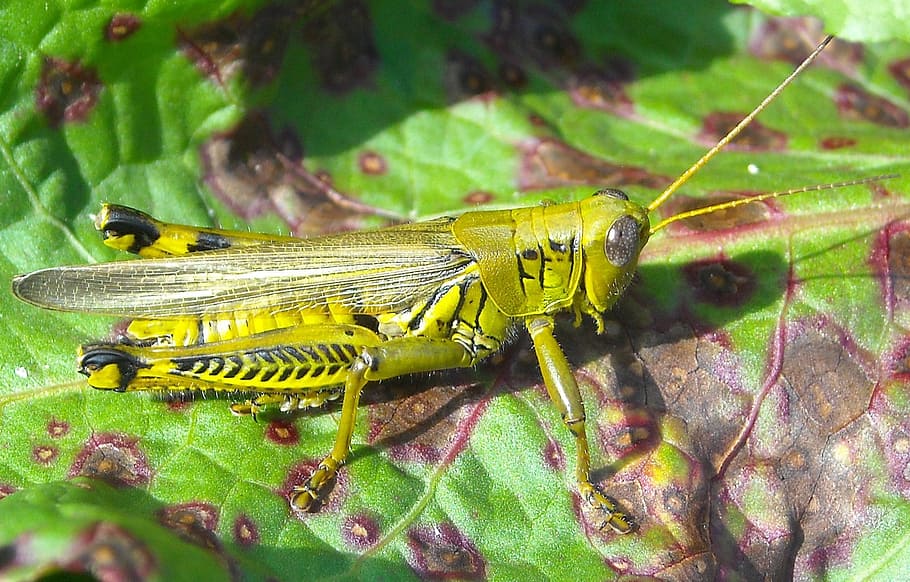 grasshopper, insect, bug, wildlife, green, nature, macro, summer HD wallpaper
