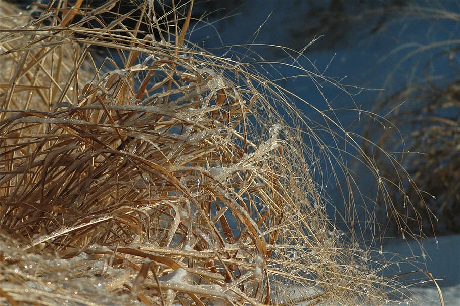 Grass, Winter, Nature, Cold, Season, weather, ice, frost, ze HD wallpaper