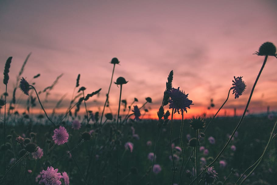 purple flowers in bloom during golden hour, Breeze, sunset, sunrise HD wallpaper