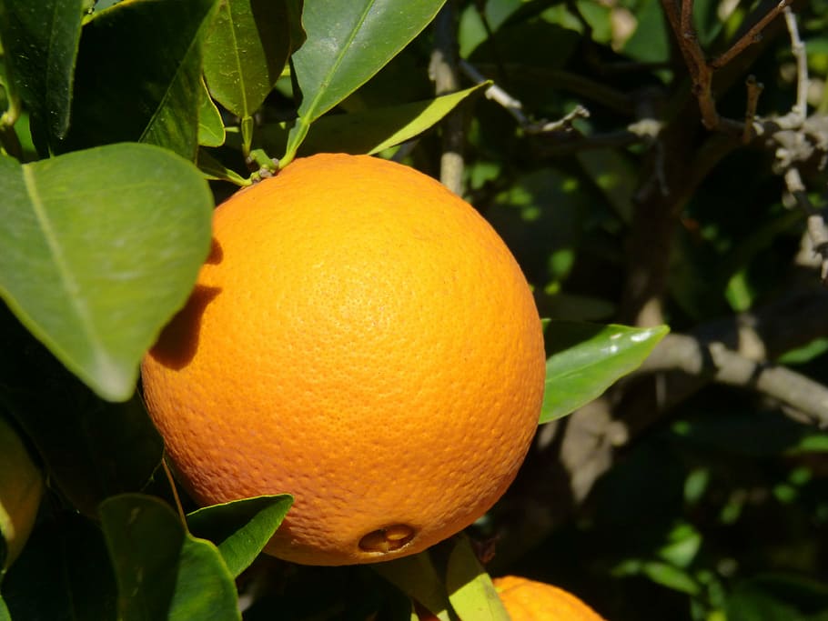 orange, tree, naranjo, orange color, leaf, citrus fruit, plant part HD wallpaper