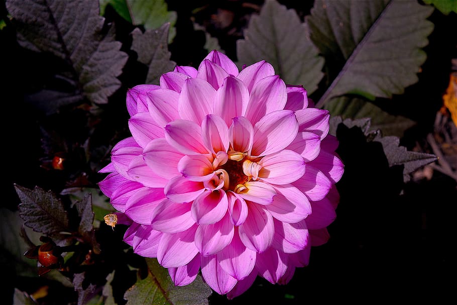 pink petaled flowers, macro, bloom, spring, floral, nature HD wallpaper