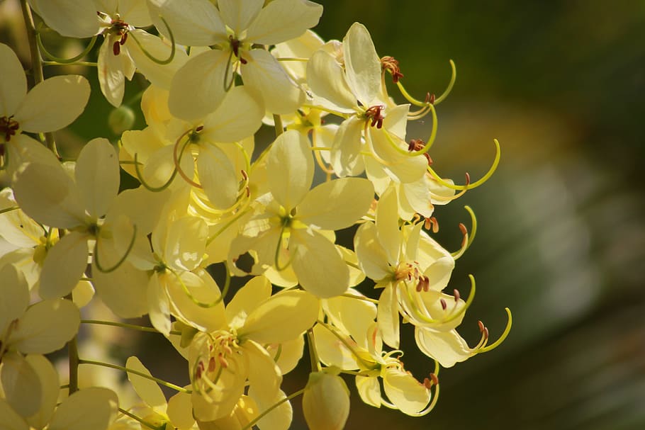 cassia fistula l, flower, yellow, hoang yen, osaka, fabaceae