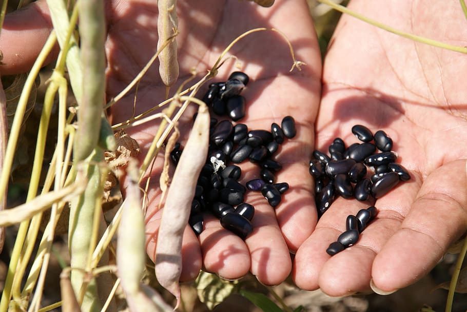 beans, sheath, hands, soy, food and drink, healthy eating, human hand HD wallpaper