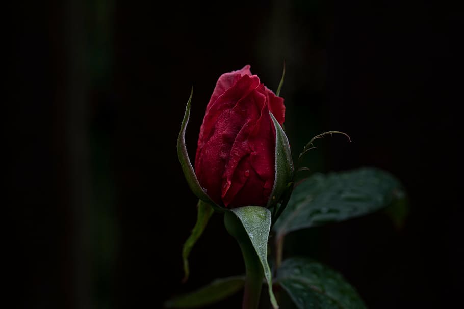 red rose bud, flower, close, photography, dark, green, leaf HD wallpaper