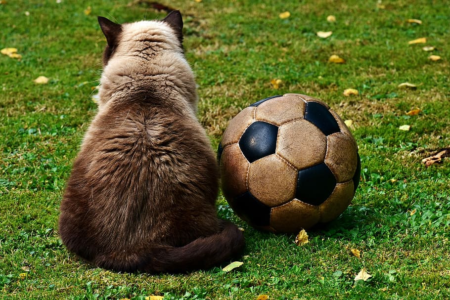 Siamese cat beside soccer ball on green grass, Football, Meadow, HD wallpaper