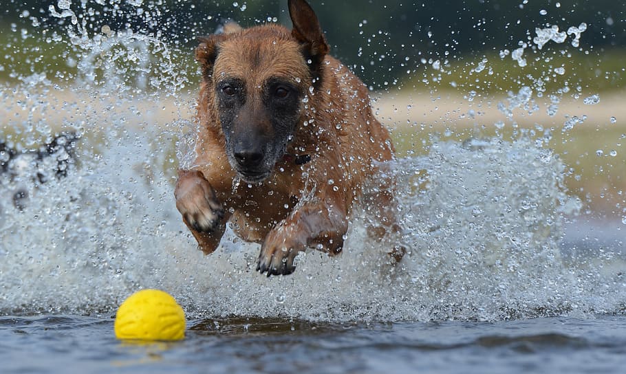 Malinois, Ball, Motion, Recording, summer, motion recording HD wallpaper
