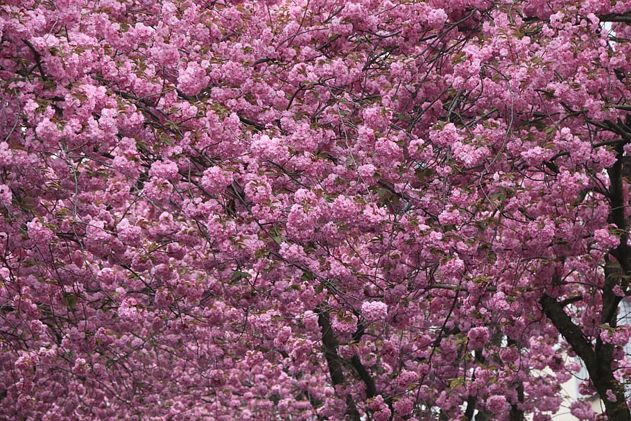 Cherry Blossom, Bonn, Pink, Spring, old town, heer road, nature HD wallpaper
