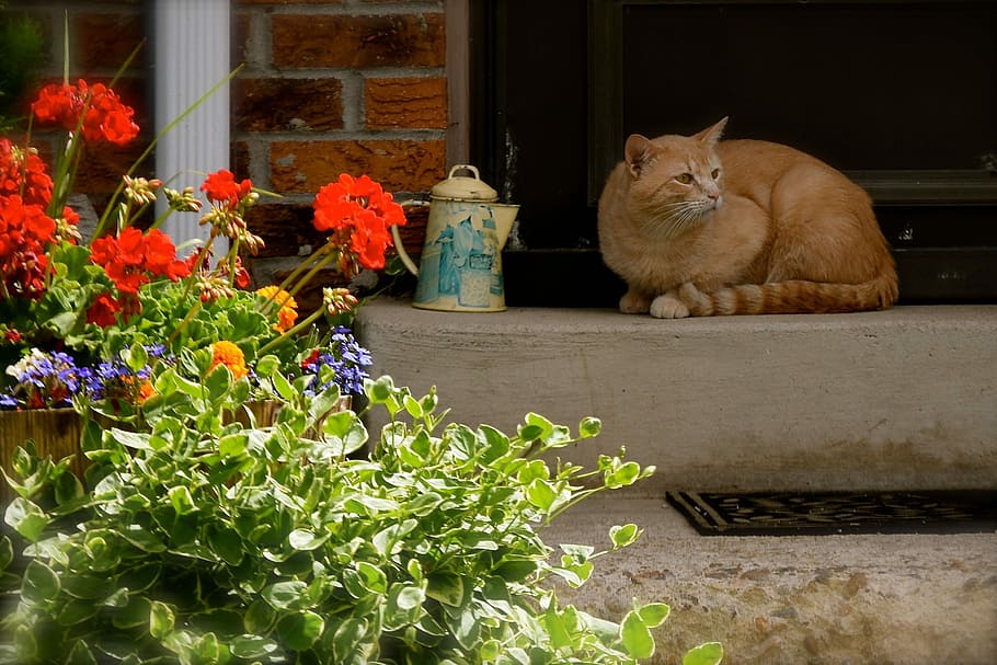 Cat, Porch, Kitty, Relax, Orange, summer, tabby, welcome, domestic animals HD wallpaper