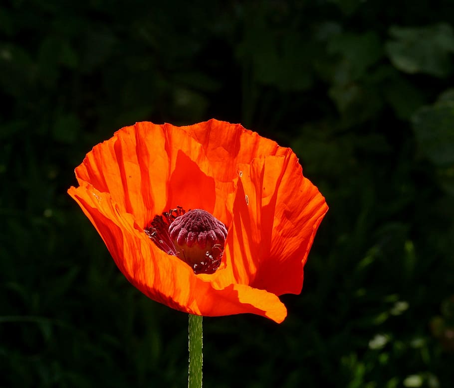 poppy, flower, spring, orange, fragility, flowering plant, petal HD wallpaper