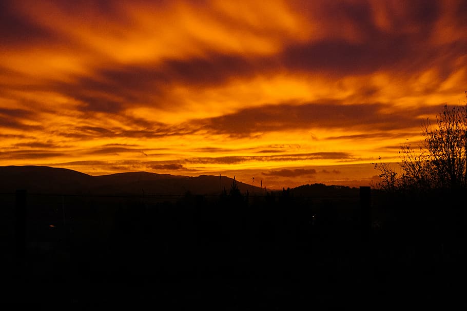 time lapsed photography silhouette of plant, mountains, sunset HD wallpaper