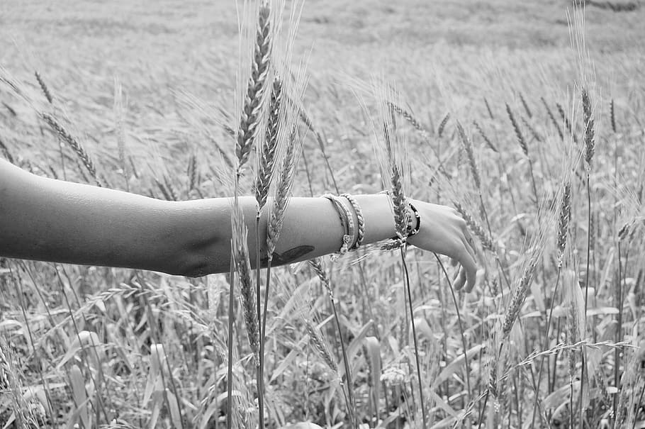 woman arm on wheat field, plants, crops, hand, girl, rural HD wallpaper