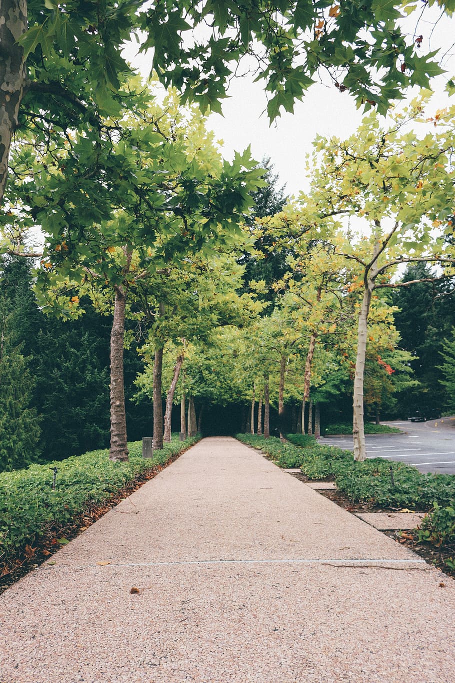 Trees, Road, Pathway, Nature, Forest, green, landscape, summer HD wallpaper