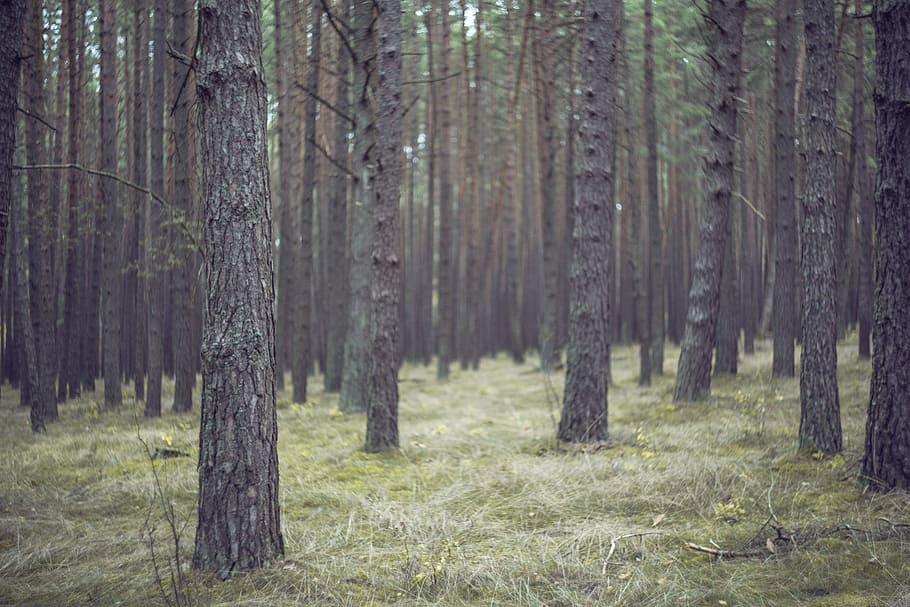 landscape, nature, trunks, forest, bunch, colors, conifer, countryside HD wallpaper
