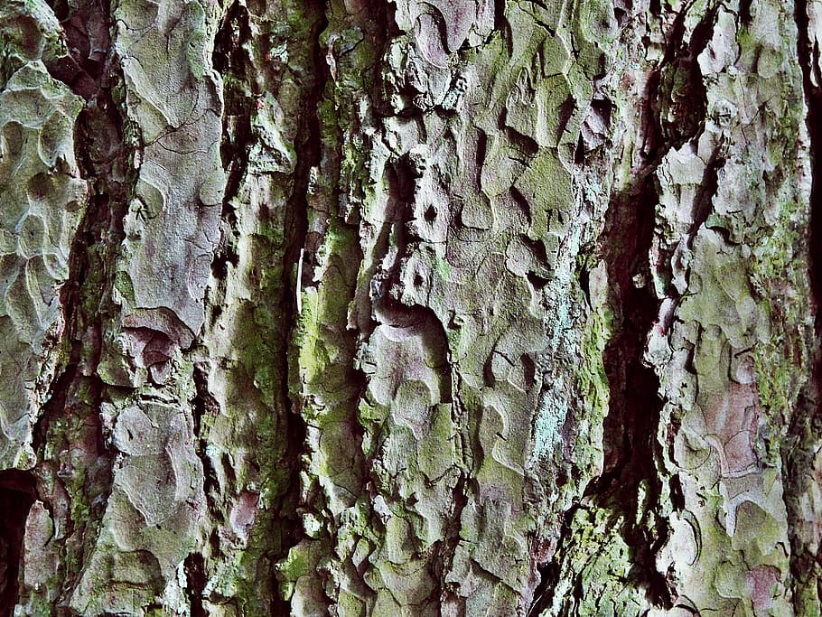 tree, bark, log, nature, structure, forest, wood, background HD wallpaper