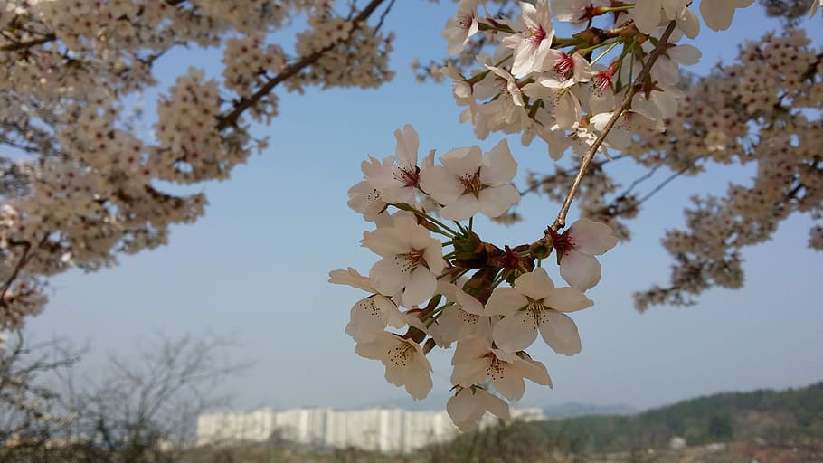 Cherry Blossom, Spring, Nature, landscape, pink flower, wood HD wallpaper