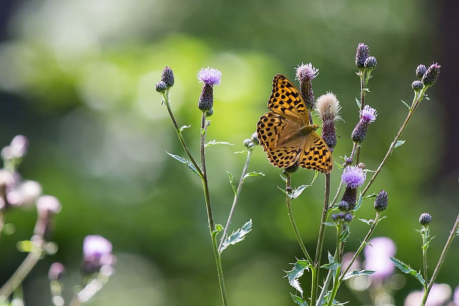 butterfly, painted lady, thistle, flower, flowering plant, animal HD wallpaper