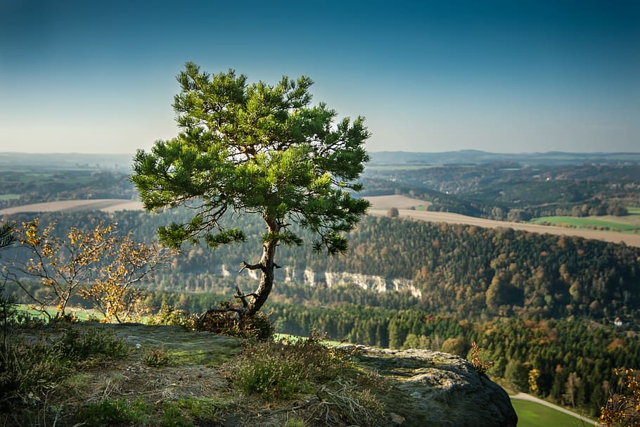 photo of lone tree near cliff, pine, alone, rock, elbe sandstone mountains HD wallpaper