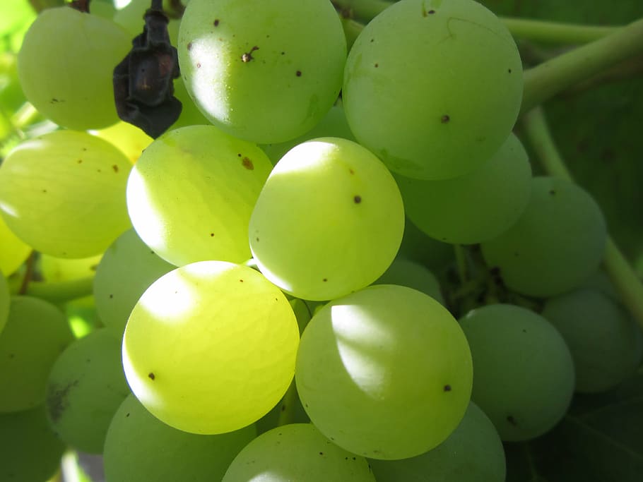 grapes, green, sun, light, ripe, fruit, nature, shadow, food HD wallpaper