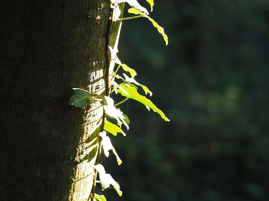 log, ivy, tree, climber, nature, creeper, fouling, green, tree bark HD wallpaper